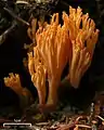 !!Ramaria formosa!!
