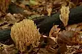 Ramaria eumorpha