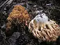 Similară Ramaria obtusissima
