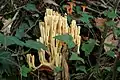 !!Ramaria pallida!!
