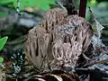 Ramaria rufescens