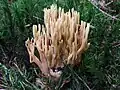!Ramaria stricta!