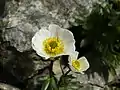 Piciorul cocoșului(Ranunculus glacialis)