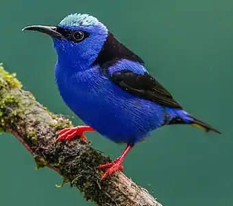 Masculul păsării de zahăr albastre (Cyanerpes cyaneus) are creştetul contrastant de culoare albastru-azurie.