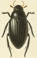 Hydrophilus aterrimus