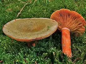 Lactarius deterrimus