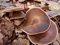 Rhodocollybia butyracea sin. Collybia butyracea