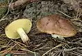 Suillus collinitus