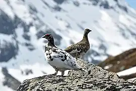 Ptarmigan alpin(Lagopus muta)