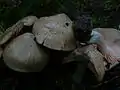 !!Entoloma sinuatum!!