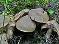 !!!Entoloma sinuatum!!!