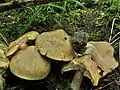 !! Entoloma sinuatum !!
