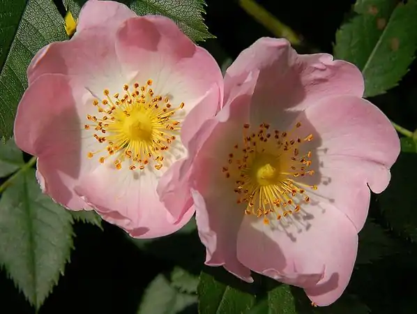 Floare de măceş (Rosa canina)