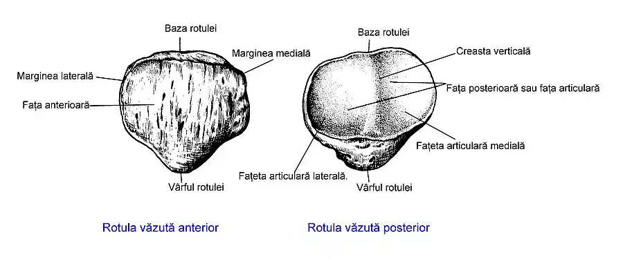 Rotula