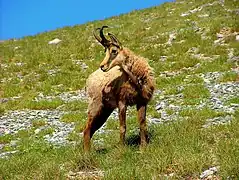 Capră neagră balcanică(Rupicapra rupicapra balcanica)