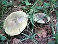 Russula aeruginea
