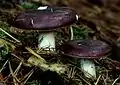 Russula viscida