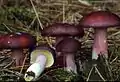 !!Russula sardonia!!
