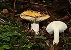 Russula-ochroleuca