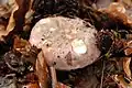 Russula cyanoxantha
