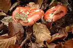 !!Russula nobilis!!
