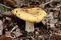 Russula.ochroleuca