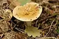 !!Russula.raoultii!!