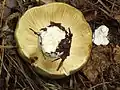 Russula aeruginea