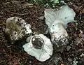 Russula albonigra