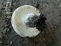 Russula anatina