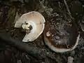 Russula anthracina