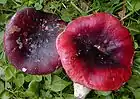 Russula atropurpurea
