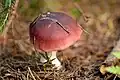 Russula atropurpurea