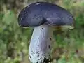 Russula azurea