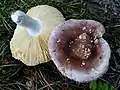 Russula brunneoviolacea