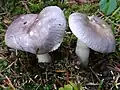 !Russula cavipes!