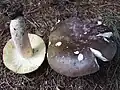 Russula cyanoxantha