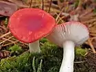!!Russula emetica!!