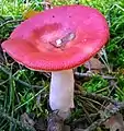 !!!Russula emetica!!!