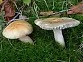 Russula fellea