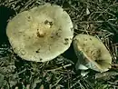 Russula heterophylla