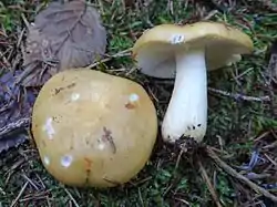 Russula citrina