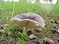 Russula parazurea
