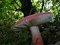 !!Russula queletii!!