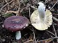 !!Russula sardonia!!