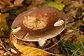 Russula romelii