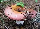 Russula vesca