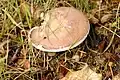 Russula vesca