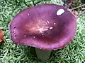 Russula vinosa sin. Obscura