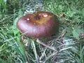 Russula xerampelina